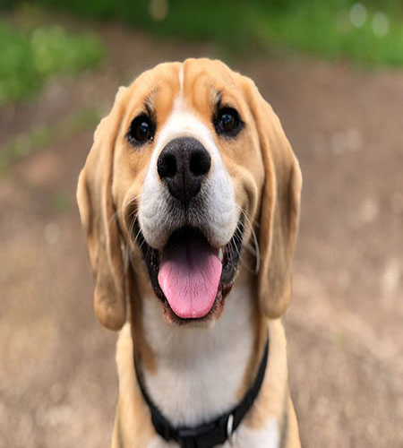 photo of happy dog